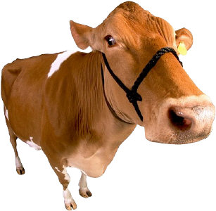 Mooooooooo!