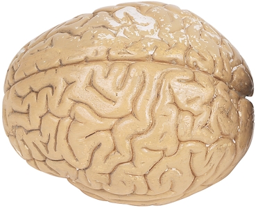Brains are more tasty than butter and jelly.