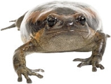 Or is this one the royal frog?