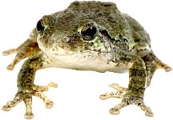 Do you think this one is the royal frog?