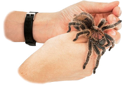 Mr. Hand says, "Be careful! The spider will bite!"