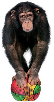 Don't monkey around!