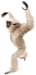 Don't monkey around!