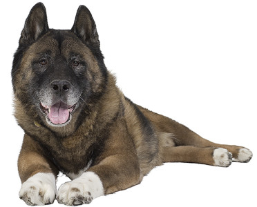 Woof! Woof!
