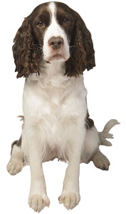 Woof! Woof!