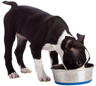 The pup says, "Grrrrr. Stay away from my bowl."